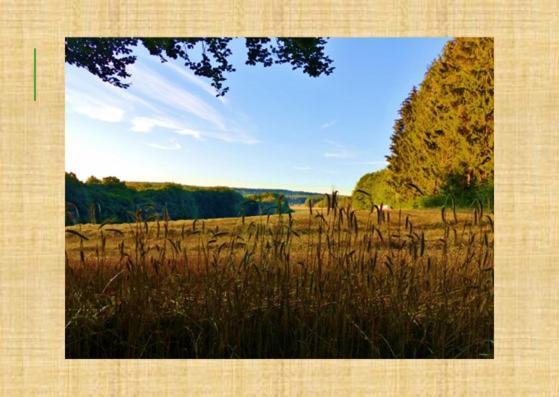 Gruenvogels Landgasthof Zum Gruenen Baum Oberzent Eksteriør billede